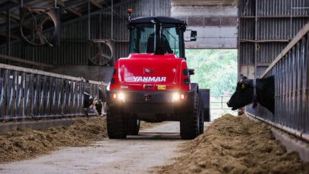 Koeien in een schuur met Yanmar landbouwtractor voor het voeren.