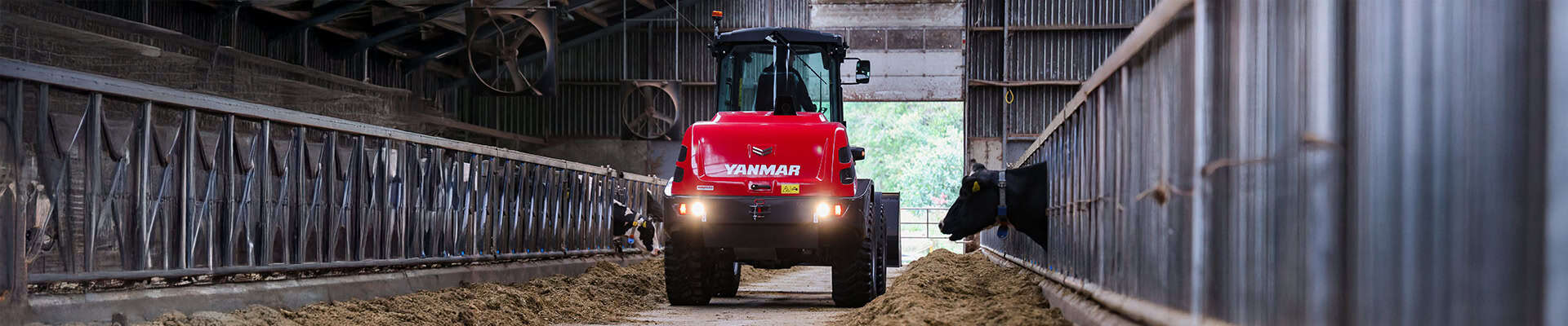 Grote rode landbouwtractor inside de stal met koeien, voor agrarisch werk en stallenbeheer.
